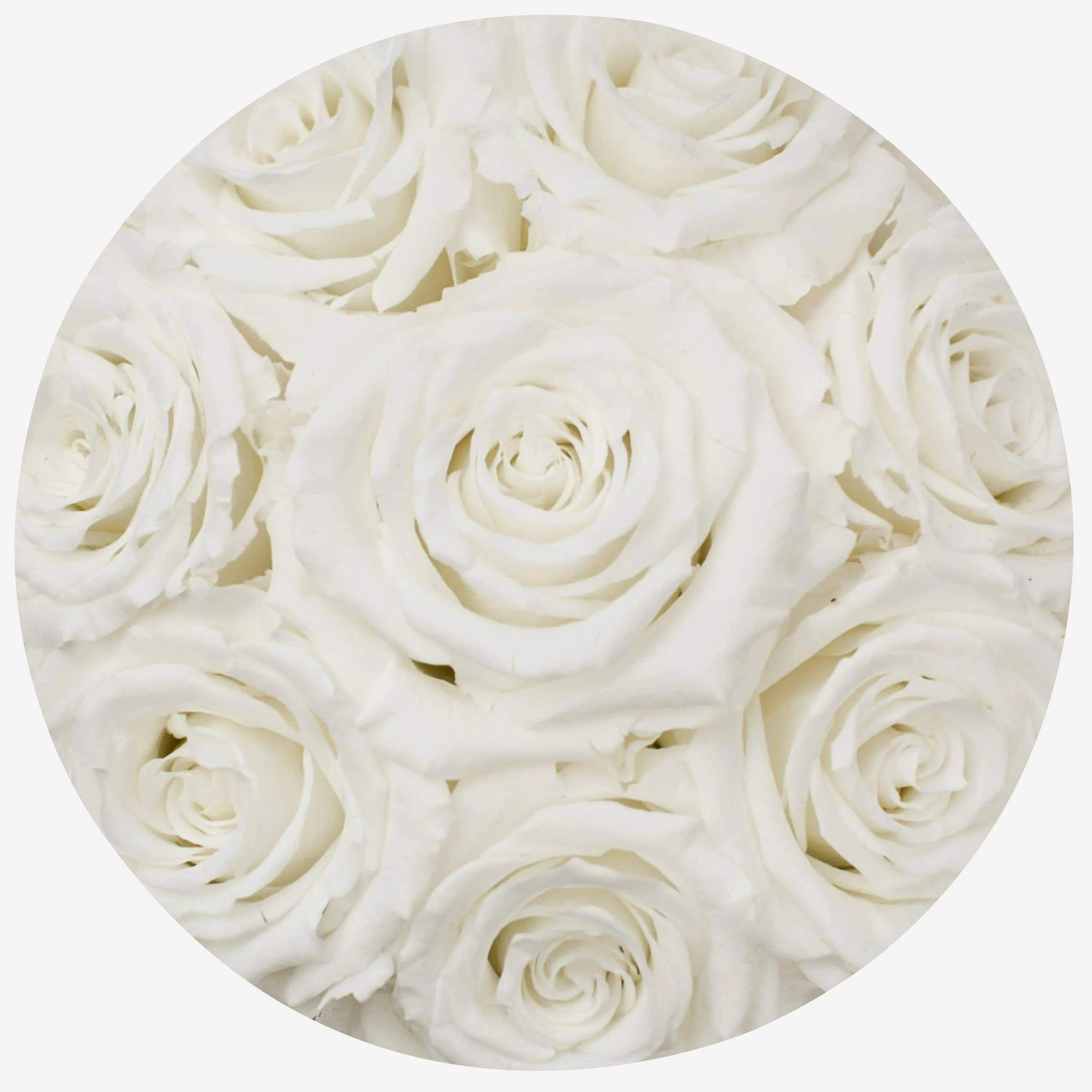 Basic Gold Box | White Roses