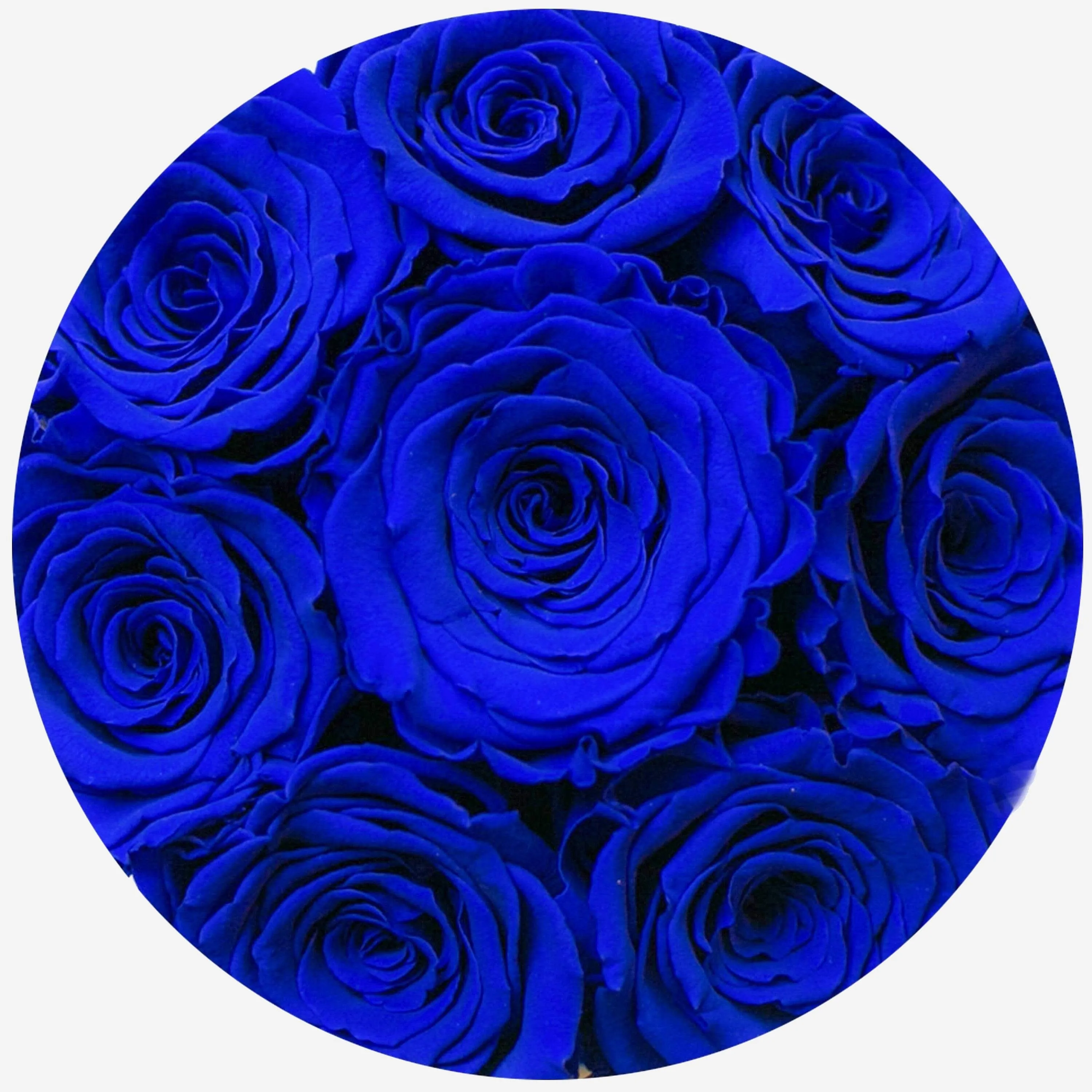 Basic Royal Blue Suede Box | Royal Blue Roses