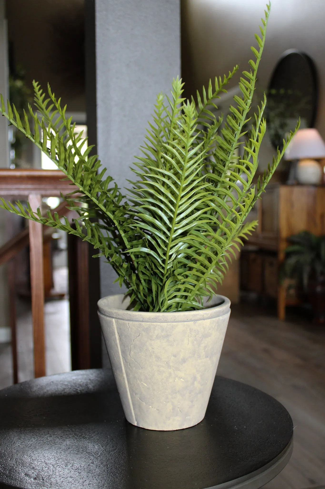 Fern With Cement Pot