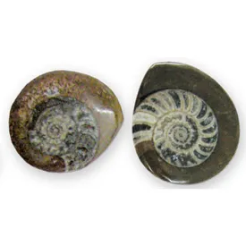 Fossil Ammonite Magnet